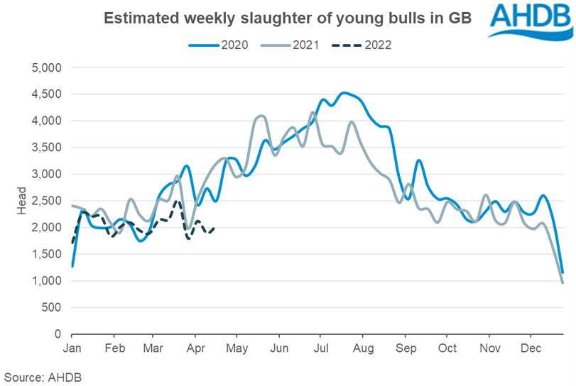 Graph showing estimated weekly slaughter of young bulls